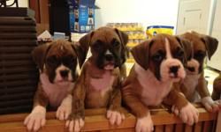 Boxer Puppies born 8/23/12 will be ready to go on 10/23/2012
Beautiful Fawns and Brindles. Family rasied wit both parents on site. Well socialized, great temperments. Tails docked and dew claws done. For more information Please contact Jamie @ -- or @ --.