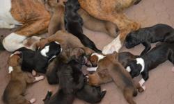 Top Quality AKC Boxer Puppies for sale. Sire is a 75 lb Brindle (sealed) Male and Dam is a 65 lb Flashy brindle. Boxer puppies have a Champion Lineage and come with a one year health guarantee. Our Boxers have wonderful temperaments, do great around