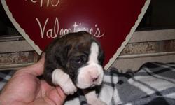 We have 7 AKC female puppies born Dec. 29th that will be ready for your sweethart for Valentine's Day. Flashy fawns, brindles and reverse brindles. They are simply gorgeous (great markings) and make great pets for kids. At this time we are accepting