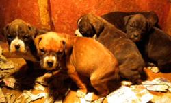 Boxer Puppies born 11/09/10, ready to go. Parents on site. Wormer up to date, 1st shots given. Fawn male, Brindle male, three brindle females. Please call 910/652-2579, leave message and we will call you back.