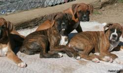 BOXER PUPPIES&nbsp;- PUREBRED Brindle and Fawn, Male and Female, Beautiful Markings.&nbsp; Both parents on premises.&nbsp; LOVING HOMES ONLY&nbsp; $300.00 OBO&nbsp; (561)753-8547