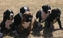 I have 4 boxer puppies. They will be 6 weeks old March 4,2011. They are eating good now. There are 3 males and 1 female. $400 cash only.