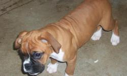 female & male akc pups ready to go TO A GOOD HOME