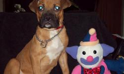 FAWN W/C FEMALE BOXER PUPPY 11 WEEKS OLD POTTY TRAIN LEARNING COMMANDS. BORN 11/24/10
FIRST SHOTS REGISTRATION AMERICAN CANINE ASSOCIATIon, INC.