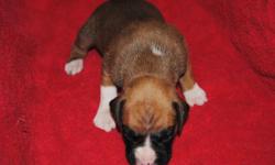 DIAMOND'S DYNASTY TN FINEST CHAMPIOM PEDIGREE TAILS & DEWS DONE AND UP TO DATE ON ALL MEDS. WILL BE READY TO GO 1-16-13 TAKING DEP. ALSO HAVE ANOTHER LITTER DUE THAT WILL BE BRINDLE ALSO FAWN/BLK MASK YOU CAN SEE THE PARENTS &nbsp;Utleyboxers.com