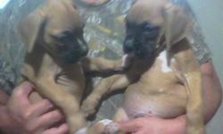 BOXER PUPPIES, 7 WKS OLD.&nbsp; FIRST SHOTS, DEWORMED, TAILS DOCKED. TWO MALES, THREE FEMALES.&nbsp; 4 FAWN, 1 BRINDLE.&nbsp; PLEASE CALL ()-.