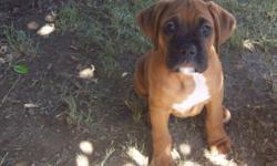 AKC PURE BREED PAPERED BOXER PUPS with CHAMPION BLOODLINES......I cant believe it but these dashing pups are 10 weeks old already and need new homes. tails / dews/ 1st and 2nd shots / 2 doses of D-WORM. I have 2 white boy and girl (Cloe and Ceasar), 1