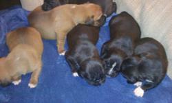 we have a litter of boxer puppies we are taking deposits on now. they will be ready Fathers day weekend. We have 1 black male, 3 black females, and 2 male fawns. Tails are docked and dew claws removed, Pups will have 1st set of shots and wormed before