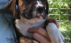 Boxer pups AKC. tails dews, shots. family raised, very friendly. ready to go.
lylerobinson@hotmail.com 218-224-2669 218 209-7757