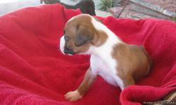 Boxer puppies AKC. Champion Bloodlines. Male and Female. Flashy reverse brindle, flashy fawn, flashy black (sealed brindle). Very athletic; very outgoing and family oriented; tails docked and dew claws removed; wormed and first shots at 6 weeks; ready to