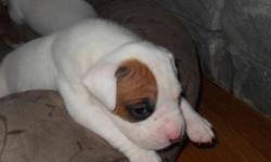 Beautiful and playful boxer puppies born 11 Dec 2010 will be ready to go on the 22 Jan 2011. We have 3 white with markings and 4 fawn. These puppies are great for the family and children. Parents are on premises
