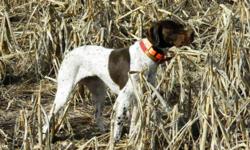 The Braque Francais is a versatile hunting breed. Braques excel on upland game, are excellent trackers, and have an enthusiasm for water. The short hair, compact size, and calm demeanor make them as perfectly suited for the home as they are for the field.