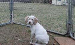 10 week old French Pointer puppy ready to go. Has had first shots and is great with children. One female left.