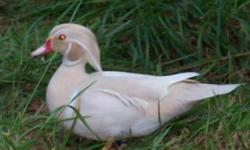 Hey, I have a breeder pair of White Wood Duck for sale.