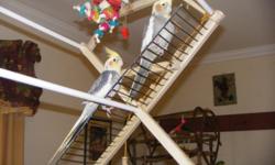 i have a breeding pair of cockatiels for sale. &nbsp;they are about 6 years old and great parents. &nbsp;both mom and dad build the nest, set on the eggs and feed the babies. &nbsp;usually they have 6 egg and all hatch. &nbsp;they are very friendly birds