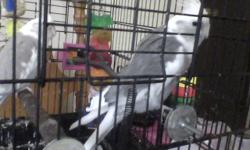 2 cockatiels.They are tame and come with their cage,supplies,and toys.One is light gray and white and the other is tan and white.Grey one is male tan one is female.The male likes to mimic every thing and he whistles the "wolf whistle".They do breed.Email