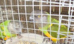 We have a breeding pair of Senegal Parrots about 8 years old for sale. They sit their eggs and feed. They are not tame but the male does talk. We are asking $500.00 for the pair. Please call me for more information. 904-635-5020 Jacksonville, FL
