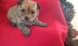 Sophie is a brindle female &nbsp;Yorkiepoo. She was born November 12, 2012. &nbsp;Mom is a toy poodle and dad is a yorkie. &nbsp;CKC registered with a written health guarantee. &nbsp;Up to date on shots and dewormed. &nbsp;Parents on premises for you to