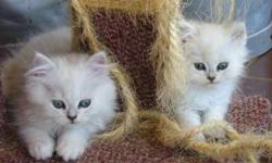 A pair of British short hair kitten seeking for a new fore-ever home
health registere,DNA, proves to be male and female
very loving pets with other house hold pets and kids
