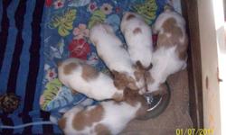 Female pups born 11/30. AKC, OFA, great hunters and pets. First shots included. 561 355 2760.