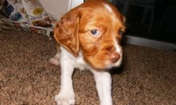 Brittany Spaniel Puppies born on 11/14/12. 1-Male $500 and 6-Female $600. Parents are AKC, Champion Line. Puppies have their tails docked and dewclaws removed.