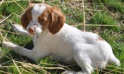 Adorable Brittney Spaniel Puppies, 2 Males, 1 Female, no papers, Great household pet and or hunting dog, Mother comes from a great hunting line, tails docked.
