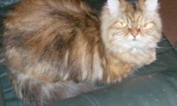I am offering a beautiful CFA brown tabby Persian female. She is just over a year old and is current on her shots. She is available for $250.00 as a pet or $500.00 with breeding rights. If she is purchased as a pet she must be spayed before I release her