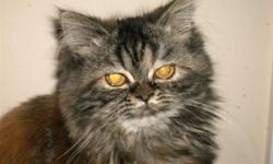 I have a beautiful CFA brown tabby Persian female that I had planned to keep, but have decided I should cut back a little. She was born 5/27/10 and is current on all her shots. $450.00 as a pet and breeding rights are available. Sassy is a loving, playful