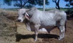 One brahma gentle bull for sale.