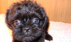 Female, ACA registered 9 week old Brussels Griffon puppy. $400. 740-294-7723