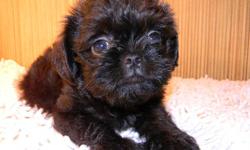 Beautiful black female ACA regisyered Brussels Griffon puppy $600. 740-294-7723