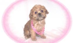 This baby girl will make you smile. She is very sweet and loves everyone. She is a Brussels Griffon and Cavalier King Charles Spaniel mix. She would make a great pet for children.She is micro chipped.She comes with her first series of shots, wormings and