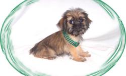 This baby boy is soooo cute, he will make you smile. He is teeny tiny but full of love. He has a very sweet personality. He is a "Shiffon"-a Brussels Griffon and a Shih Tzu mix. He would love to be your new lap baby.He is micro chipped. He comes with his