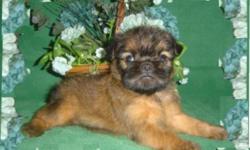 Adorable little Brussels Griffons. These dogs make great family companions. They are happy, friendly little dogs. They require very little hair coat maintenance, our pups are all rough coats. They come with tails done and natural ears. They truly are, ?As