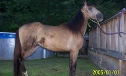 started under saddle, 14-2h,turning darker now like a grulla, long 2 year old,