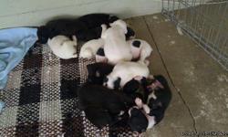 Mixed breed puppies for sale.Tooooo cute and ready for a new home.Males and females available, black and white markings.Email if interested.