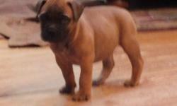adorable sweet bull mastiff puppies akc reg and potty trained.