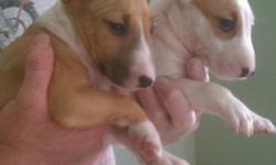 Hi, i have beautiful bull terrier pups for sale miniature & standard sizes. The puppies come in various colors and are 8 weeks old. Pups come with papers, shots, and guarantees. There is also a 5 yer vet plan in ny. If you come to me you will not be
