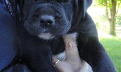 English Bulldog/Lab pups, ready July 23rd. Vet checked. For more pictures and info go to www.wentworthbulladors.com