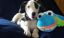 Sweet silly boy is playful, silly, and fun. He will be about 80-100 lbs mature and has a short smooth coat. He is 11 weeks and already 22 lbs.
Comes with
Pre-training, training support, current vaccinations, medical record,
60 day health guarantee, vet