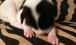 The mother is a fullblooded American Bulldog and the father is 1/2 English Bulldog and 1/2 Shar pei. We have 1 male left and 4 females. The male is black with white markings. There are 2 brown females with white markings and 2 white females with black