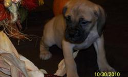 Beautiful puppies:2 red male and 4 fawn colored female bullmastiff pups available. They are now 6 weeks old and ready for a loving home. Already socialized and sweet! Come with 1st set of shots, wormed health check by a vet and a guarantee of 1 year!