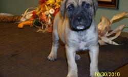 2 red males and 4 fawn colored female bullmastiff puppies are now ready to go home with you. They are 6 weeks old. Numerous champion bloodlines in mother and father. They are already socialized and very sweet. They come with the first set of shots, vet