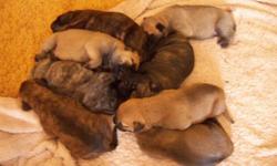 We have 8 puppies, 6 males and 2 females. We r asking 1000.00 with papers 800.00 without. We have both mom and dad on site and own both them. We are asking for 500.00 for a deposit with papers and 400.00 with out. the puppies will be ready to go at the