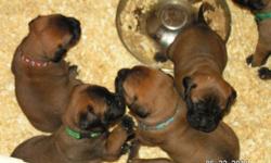 Puppies arrived Litter of 10 born April 29th. Akc registered, dewclaws removed, have already had 2 vet visits, will have at least 1 more before going to their new families. Puppies will have age appropriate shots and dewormings. Also they will come with a