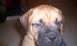 Fawn bullmastiff puppies!
Vet says they are ready to find their new loving homes, Vet checked, shots and wormed! They have been to the vet 2x's and have had their shots 2x.s! There are 2 females left !
for more info contact me at
yougen9462@yahoo.com or