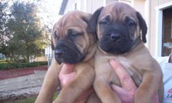 pure breed bullmastiffs forsale, call mike at (707) 349-3130.