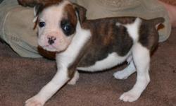 I have 7 Bulloxer Hybrid Puppies available. 4 males, 3 females. Variety of colors and markings! Tails docked and dew-claws removed. Mom is Pure Reverse Brindle Boxer; Dad is pure tan and white American Bulldog. This is a safe and Recognized Hybrid by ALL