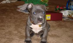 Big Bully pit bull puppies for sale. Beautiful blue bullies Razor's Edge ADBA/UKC dual registered solid blue and blue-brindle pitbull puppies for sale to good homes. ONLY show quality dogs here! Champion, Grand-champion and Weight pulling champs in their