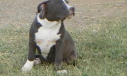 Beautiful Blue 100% Razor's Edge Female is looking for a home.&nbsp; She has amazing markings and bones to boot! She will make an amazing pet or show prospect.&nbsp;
Her bloodlines include: 3GZ Tamaniac with BMB Kaos, Throwin' Knuckles, Sapphire, Dozer